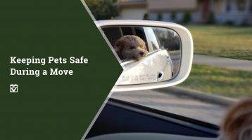 dog looking out car window banner