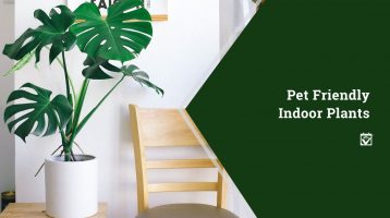 plant and chair banner