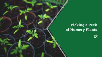 Picking nursery plants blog banner